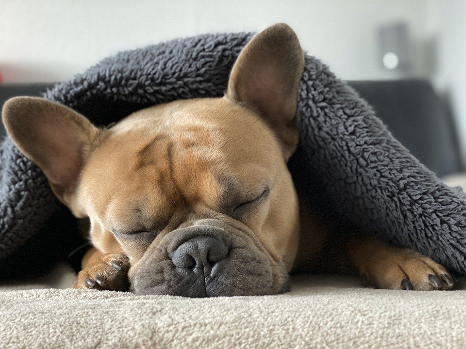 Allergie bouledogue français