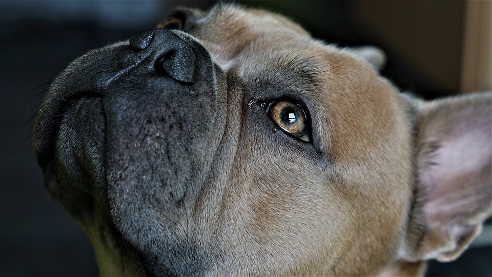 Bouledogue français yeux larmoyants