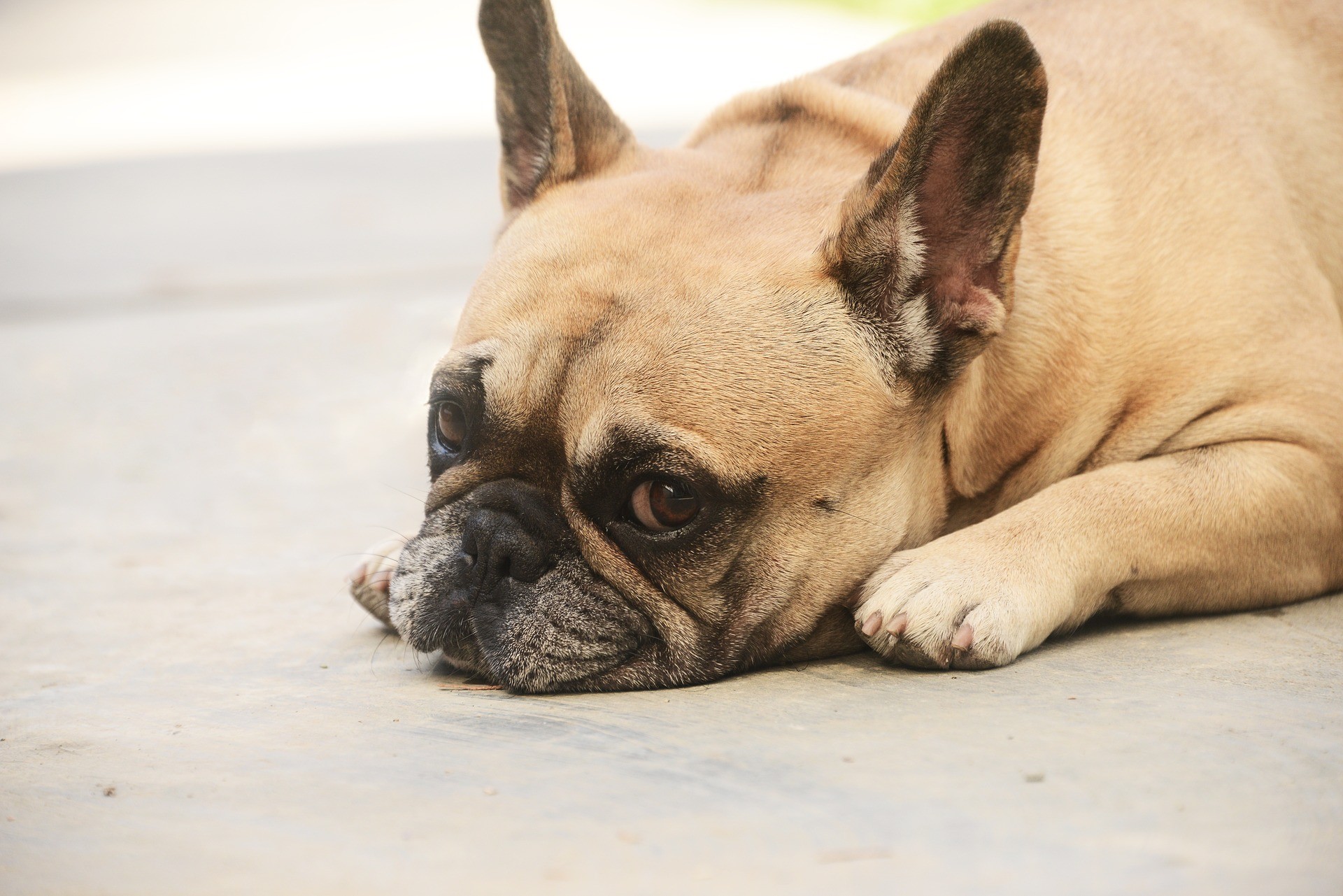 bouledogue français allergie viande
