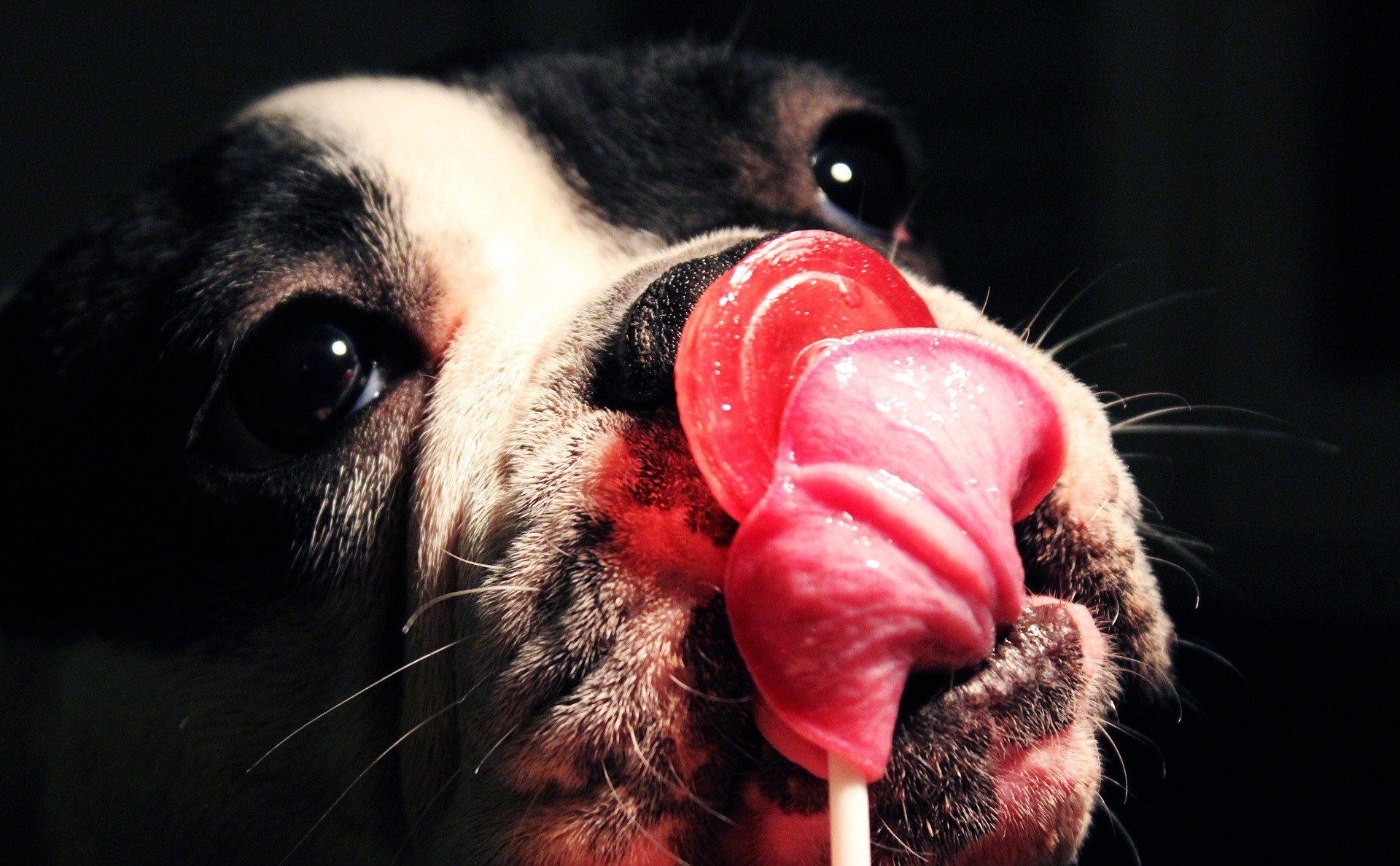 Bouledogue français glucide