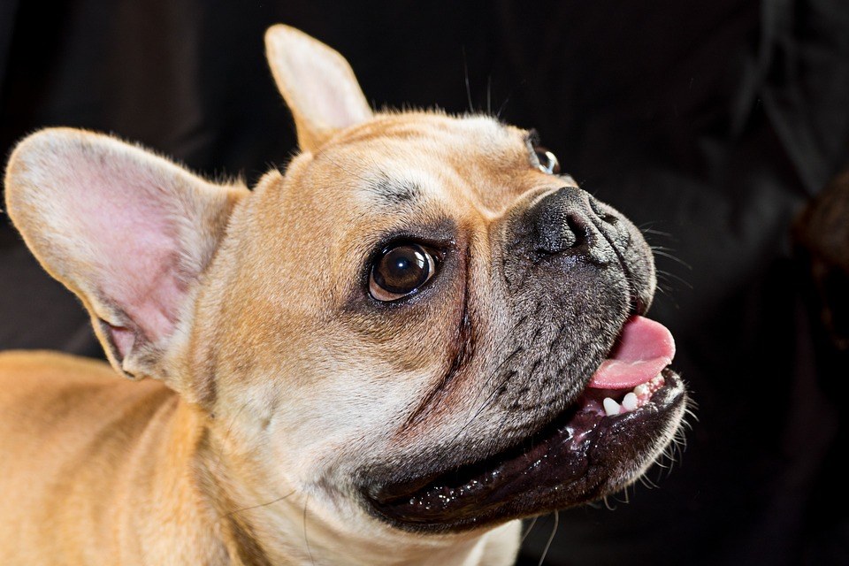 Bouledogue français lavage yeux et oreilles