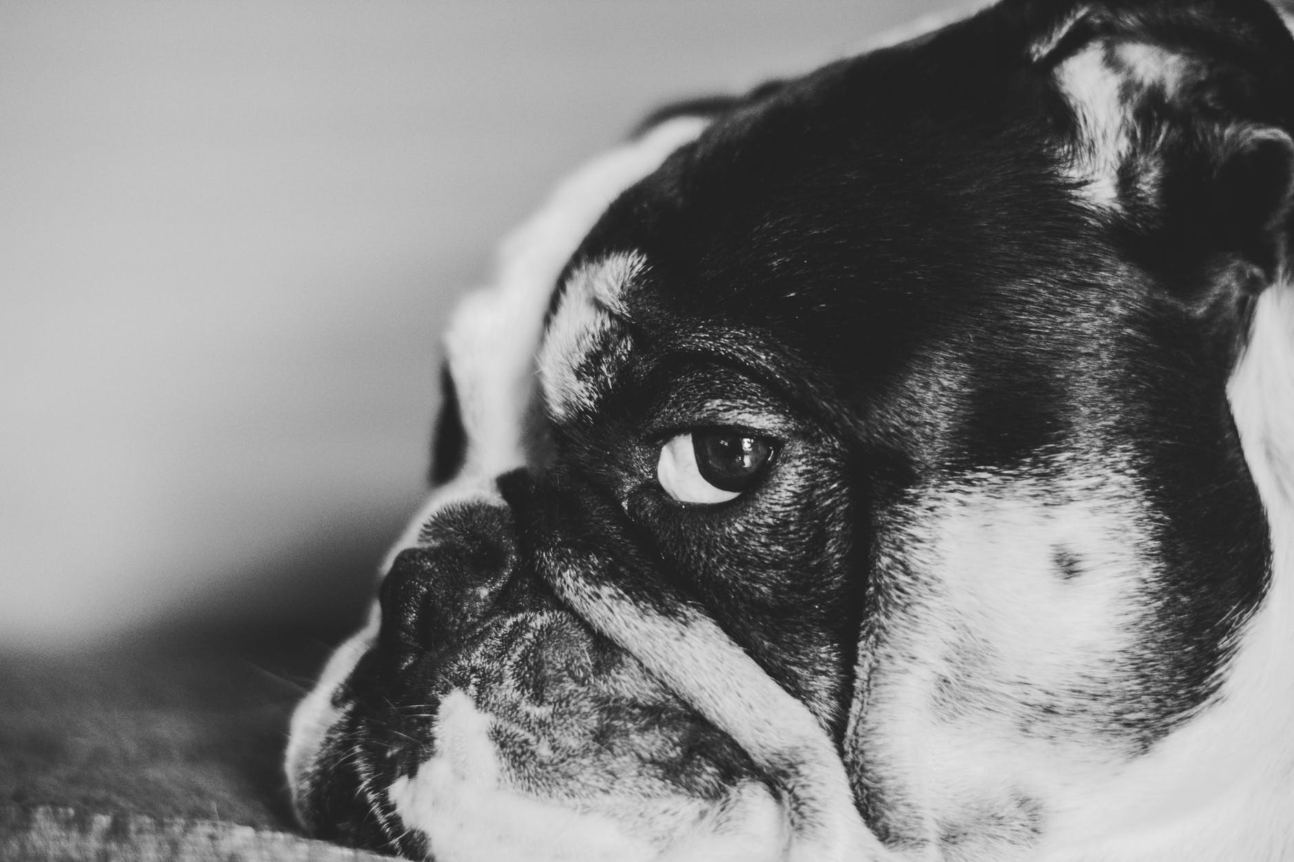 Bouledogue français saccageur