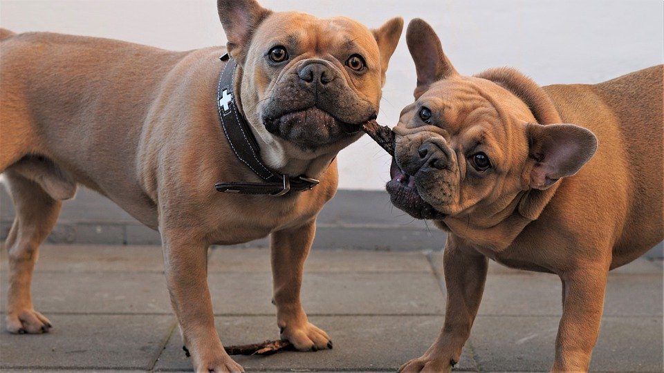 Bulldog français agressif envers un autre