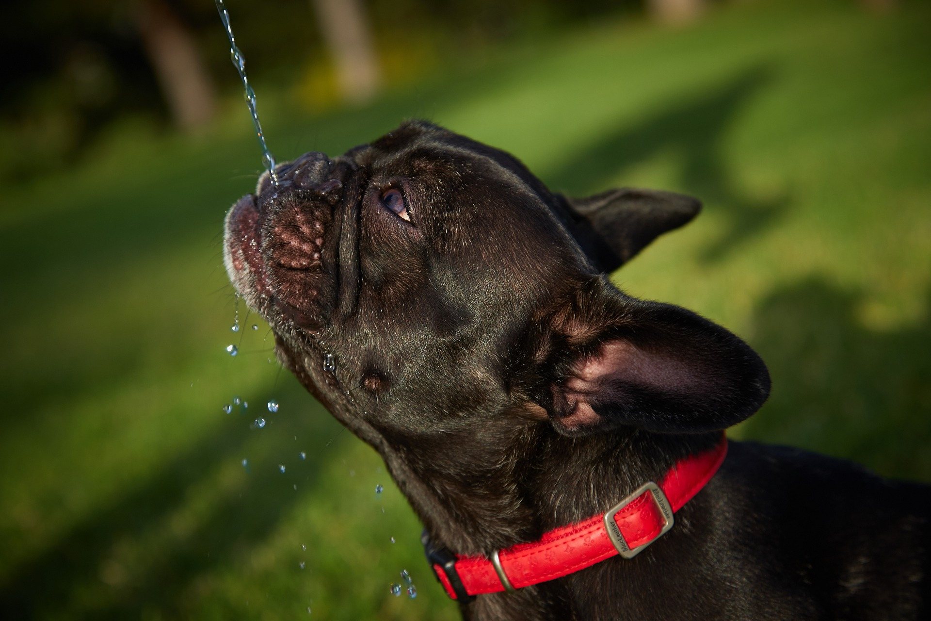 Jeu Eau Bouledogue Français