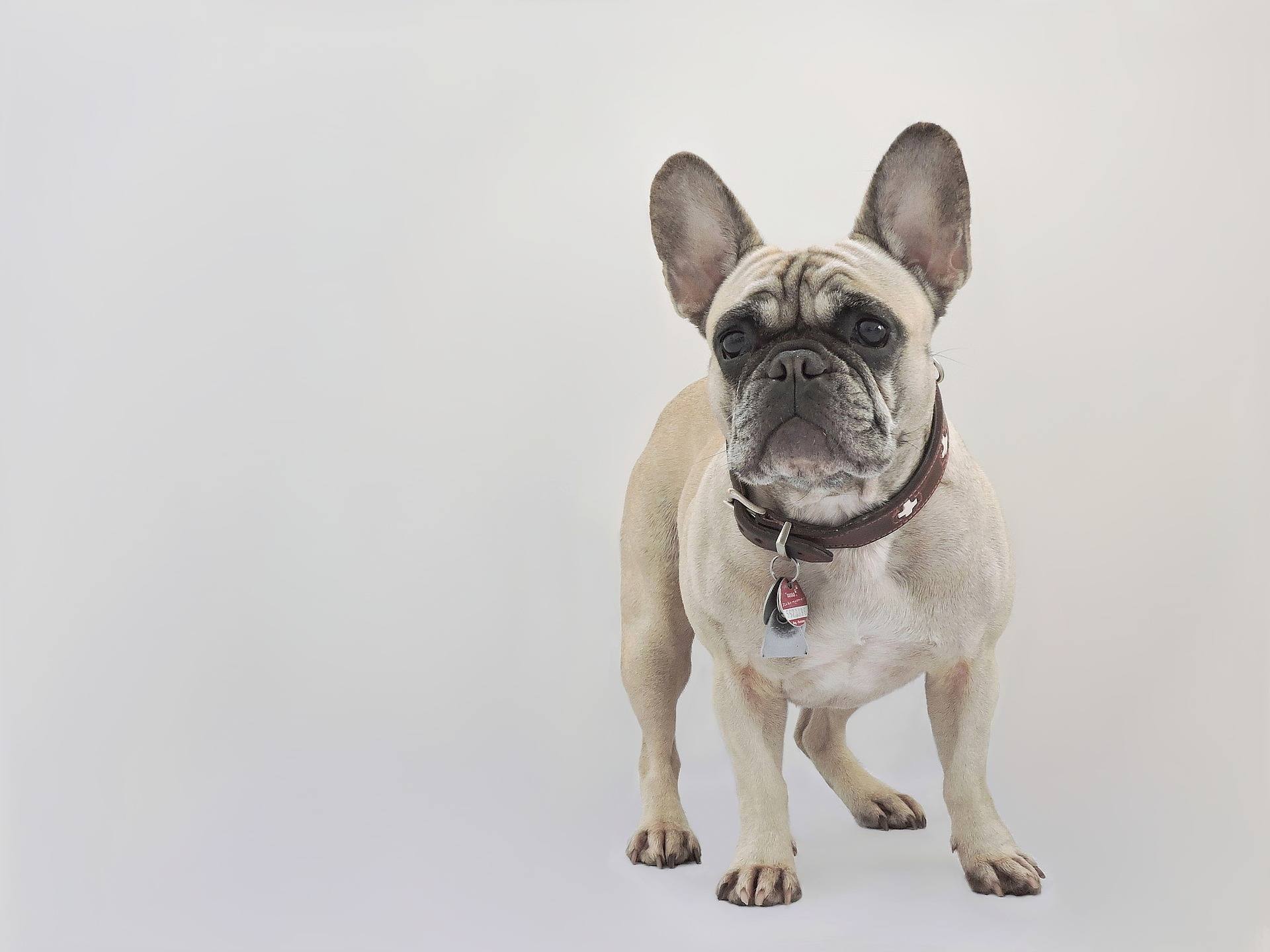 Morsure bouledogue français