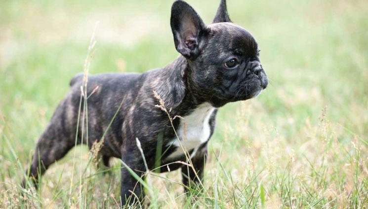bouledogue français boutons