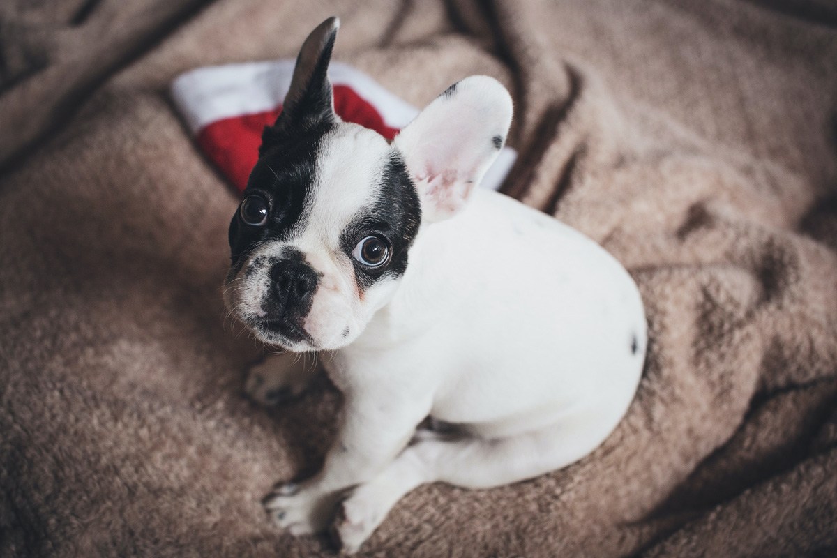 bouledogue francais difference boston terrier