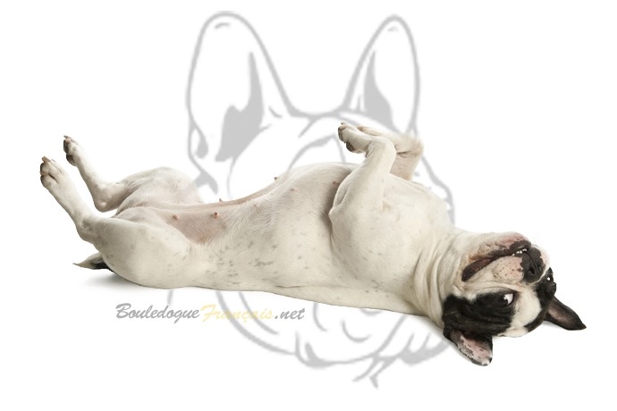 bouledogue caractere