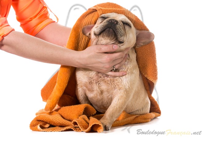 bouledogue toilettage