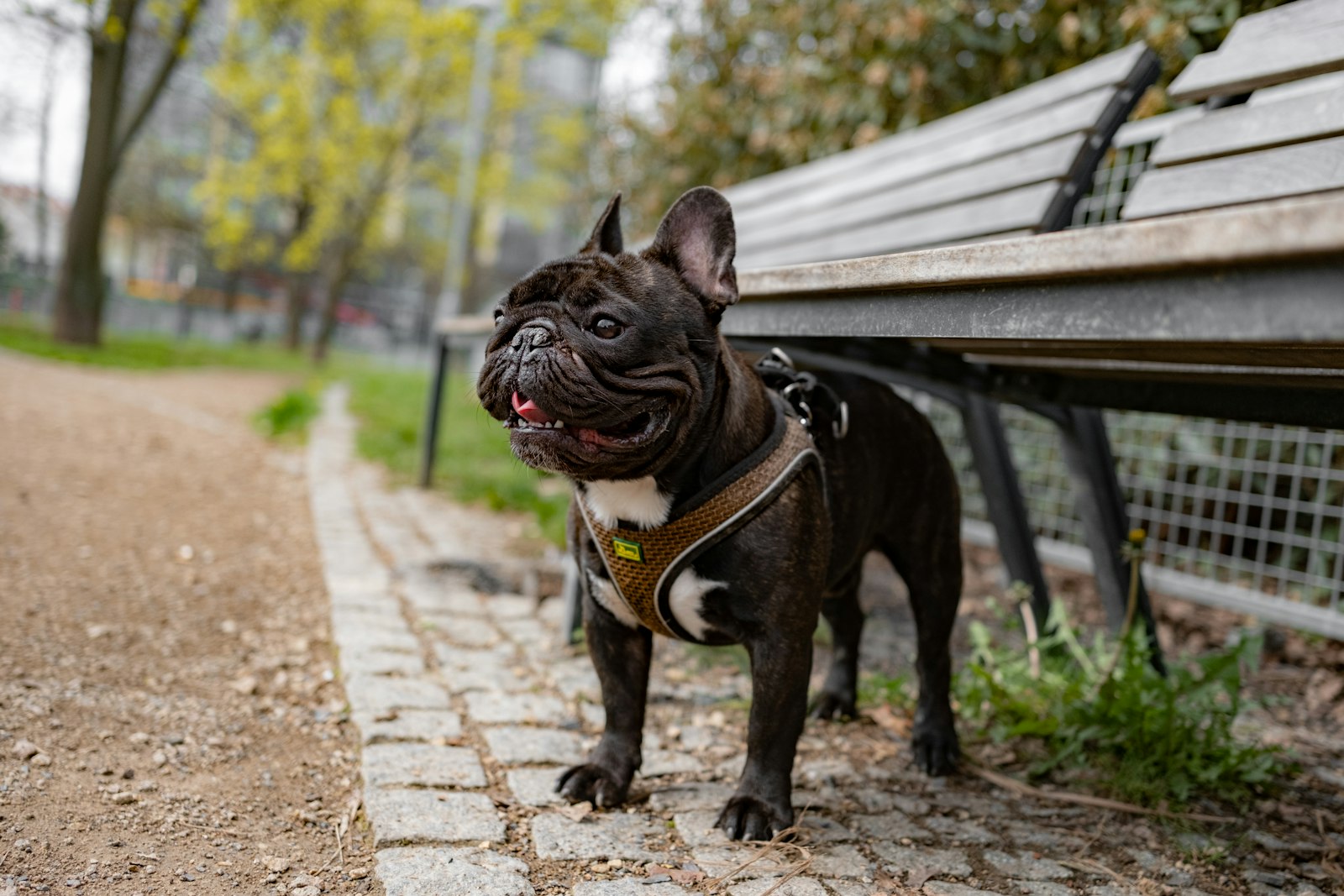 Bouledogue français