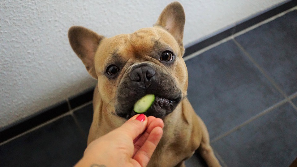 bouledogue français alimentation
