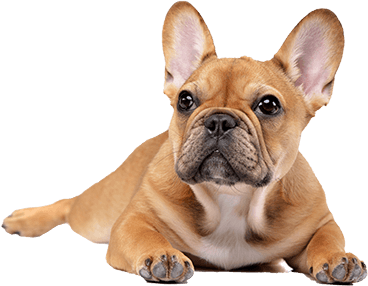 Bouledogue français