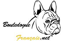 Bouledogue Français
